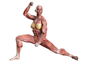 3D Rendering Female Anatomy Figure on White