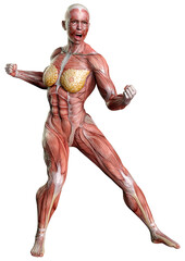 3D Rendering Female Anatomy Figure on White