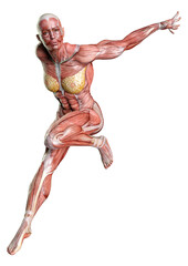 3D Rendering Female Anatomy Figure on White