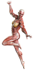 3D Rendering Female Anatomy Figure on White