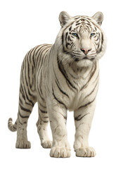 Obraz premium White tiger standing alert.