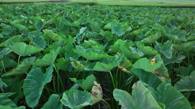 Lush Taro Field with Vibrant Taro Plants in Rural Bangladesh &ndash; Aerial View. Lush Colocasia (Taro) Field Surrounded by Nature &ndash; 4K Footage