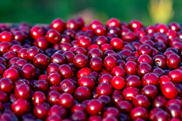 Fresh red cherries piled high showcasing the bounty of summer harvest. Raw many cherries in a summer garden, closeup. Juicy cherry symbolizing the sweetness and richness of life