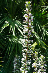 Tall, elegant spike of white and green flowers of Acanthus mollis (Bear's Breeches)  rises gracefully among lush, tropical palm fronds, basking in warm sunlight and exuding serene, natural beauty