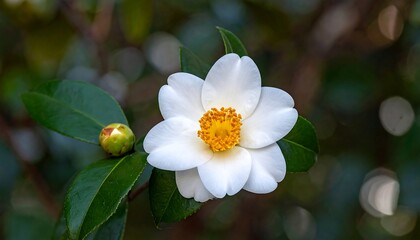 Close-up of a white camellia flower