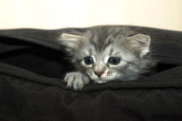 Portrait of cute grey cat