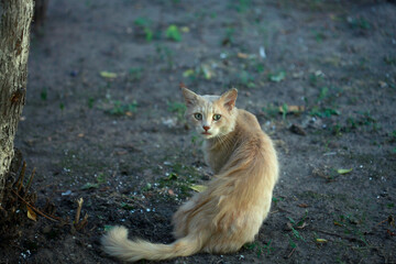 Portrait of cute red kitten