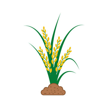 Paddy Spikelet of Rice Plant Vector Illustration Perfect for use in agricultural designs, farming concepts, food industry projects, educational materials, and botanical graphics.
