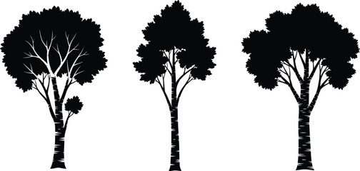 Three birch tree silhouettes in simple design