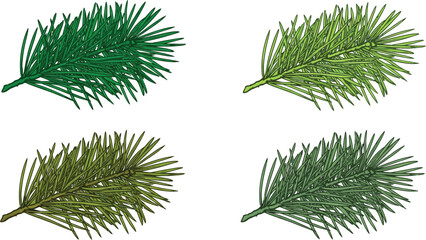 Four pine branches in different shades of green