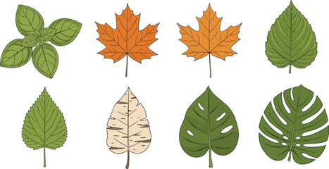 Collection of leaf types in botanical illustration style