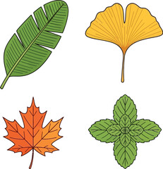 Collection of four leaf types including banana, ginkgo, maple, and mint