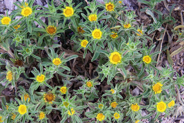 Flowering plant Asteriscus aquaticus native to the Mediterranean costal region, view from above