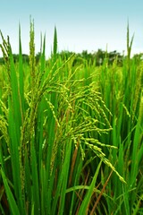 green rice paddy field, Rice or paddy plant. Close-up of the rice ears, green rice plant. Grainy Paddy or Rice field in India. South India, landscape.