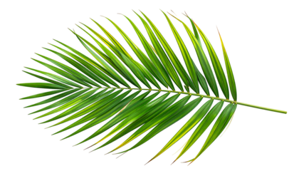 Close-up of a vibrant palm leaf