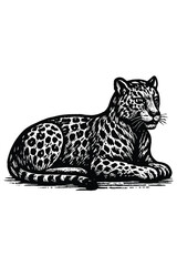 Vintage engraving style illustration of a leopard lying down with detailed spots on white background