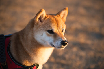 温かな視線を向ける柴犬 / Shiba Inu with a Warm Gaze
