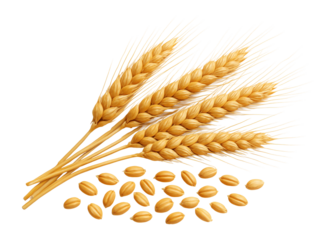 Wheat ears and grains arranged together.