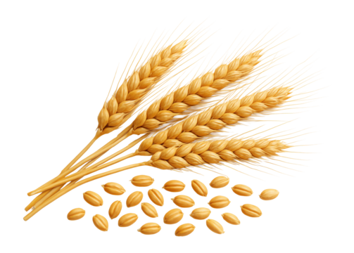 Wheat ears and grains arranged together.