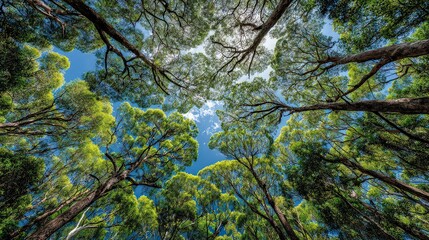Obraz premium Forest Canopy View Of Lush Trees And Blue Sky