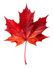 Fototapeta premium Vibrant red-orange maple leaf, sharply defined against black background. Detailed venation visible