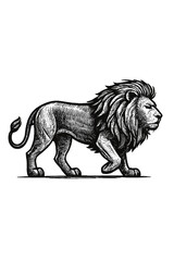 Majestic male lion walking with a full mane in a detailed vintage engraving style illustration