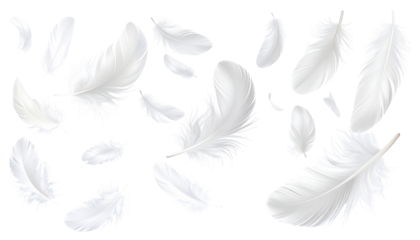 A scattered array of white feathers