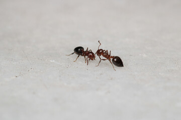Black carpenter ant macro photo	

