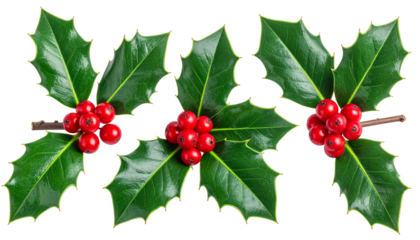 Three holly sprigs with red berries