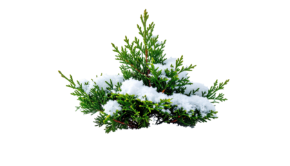 Small evergreen shrub, topped with fresh snow