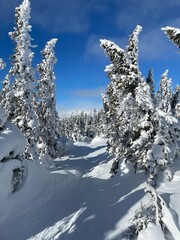 Arbre glacé en Gaspésie, Canada