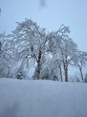 Arbre glacé en Gaspésie, Canada