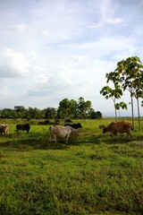 cows grazing in the meadow