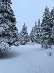 Obraz premium Arbre glacé en Gaspésie, Canada