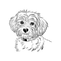 Hand Drawn Fluffy Dog Portrait Vector Illustration
