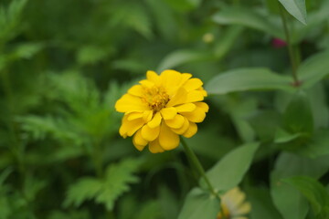 Colorful flowers blooming in the morning. Soft focus. Slight camera shake.