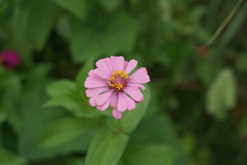 Obraz premium Colorful flowers blooming in the morning. Soft focus. Slight camera shake.