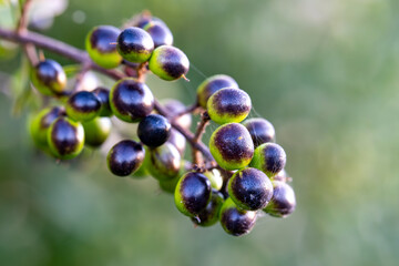 Fototapeta premium Cluster of ripening black and green berries on branch, close-up macro view