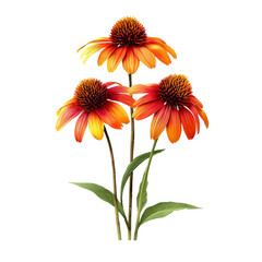 Vibrant Coneflowers with Delicate Petals in a Sunny Garden Display isolated on transparent background.