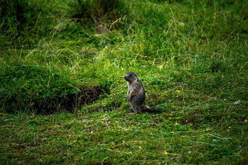 Naklejka premium 2024 07 20 Asiago marmot 28