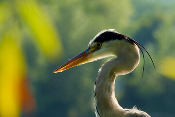 Grey heron captured in close-up, illuminated by sunlight from behind	