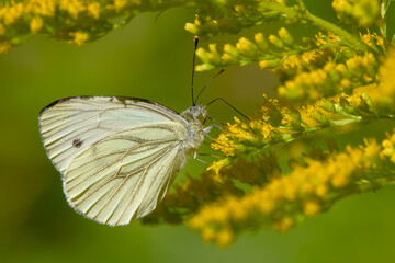 Macro of butterfly on bloom
