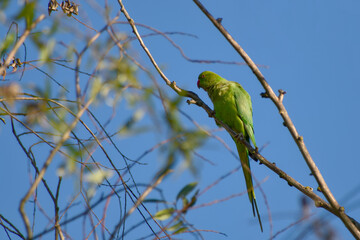 Female rose-ringed parakeet is preening feathers on a sunny morning