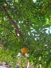 Pomegranate tree with blossoms and young fruit under blue sky