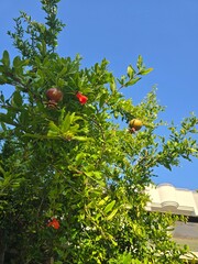 Pomegranate tree with blossoms and young fruit under blue sky