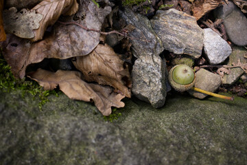 Acorn with a twig on rocky ground and loosely thrown stones around. Autumn photo of a fallen acorn. Still life with acorn and stones.