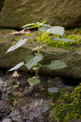 Young nettle growing between stones. Detail of green young nettle. Medicinal herb used in the pharmaceutical industry and for the production of cosmetics.
