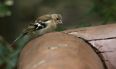 Portrait of a chaffinch in the park. Chaffinch on a wooden railing. Autumn atmosphere in the park with a chaffinch searching for seeds and food.