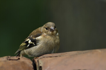 Portrait of a chaffinch in the park. Chaffinch on a wooden railing. Autumn atmosphere in the park with a chaffinch searching for seeds and food.