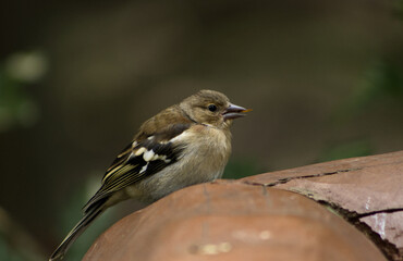 Portrait of a chaffinch in the park. Chaffinch on a wooden railing. Autumn atmosphere in the park with a chaffinch searching for seeds and food.